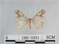 雙峰霜尺蛾藏品圖，第2張