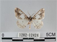 雙峰霜尺蛾藏品圖，第1張