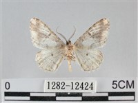 雙峰霜尺蛾藏品圖，第2張