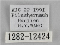 雙峰霜尺蛾藏品圖，第3張