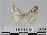 雙峰霜尺蛾藏品圖，第2張