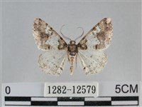 雙峰霜尺蛾藏品圖，第1張