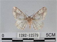 雙峰霜尺蛾藏品圖，第2張