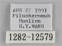 雙峰霜尺蛾藏品圖，第3張