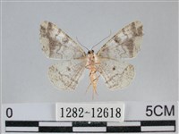 雙峰霜尺蛾藏品圖，第2張