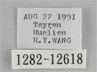 雙峰霜尺蛾藏品圖，第3張