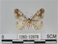 雙峰霜尺蛾藏品圖，第2張