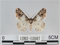 雙峰霜尺蛾藏品圖，第1張