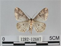 雙峰霜尺蛾藏品圖，第2張