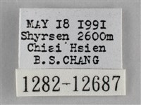 雙峰霜尺蛾藏品圖，第3張