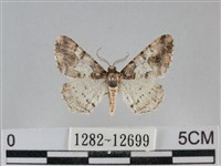 雙峰霜尺蛾藏品圖，第1張