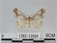 雙峰霜尺蛾藏品圖，第2張