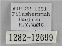 雙峰霜尺蛾藏品圖，第3張