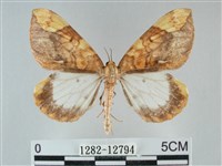 枯葉尺蛾藏品圖，第1張