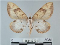 枯葉尺蛾藏品圖，第2張