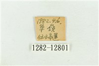 臺灣斑蕊夜蛾藏品圖，第3張