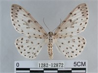 大胡麻斑星尺蛾藏品圖，第1張