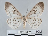 大胡麻斑星尺蛾藏品圖，第2張