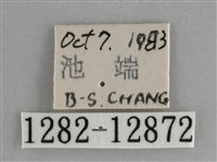 大胡麻斑星尺蛾藏品圖，第3張