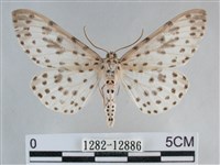 大胡麻斑星尺蛾藏品圖，第1張