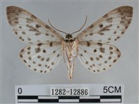 大胡麻斑星尺蛾藏品圖，第2張