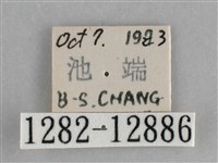 大胡麻斑星尺蛾藏品圖，第3張