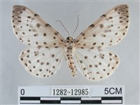 大胡麻斑星尺蛾藏品圖，第1張