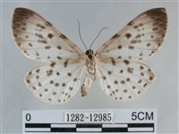 大胡麻斑星尺蛾藏品圖，第2張