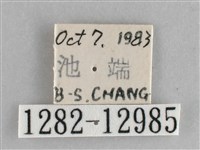 大胡麻斑星尺蛾藏品圖，第3張