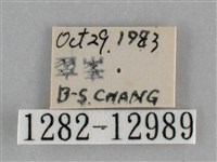 大胡麻斑星尺蛾藏品圖，第3張