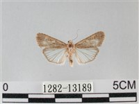 登錄號:001282-13189藏品圖，第1張