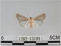 登錄號:001282-13189藏品圖，第2張