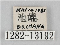 枯葉尺蛾藏品圖，第3張