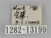 大胡麻斑星尺蛾藏品圖，第3張