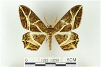 樹形尺蛾藏品圖，第1張