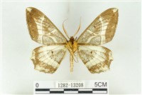 樹形尺蛾藏品圖，第2張