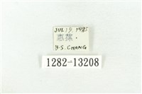 樹形尺蛾藏品圖，第3張