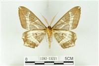 樹形尺蛾藏品圖，第2張