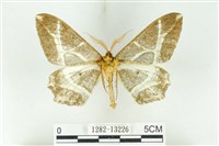 樹形尺蛾藏品圖，第2張