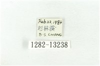 樹形尺蛾藏品圖，第3張