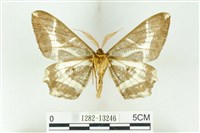 樹形尺蛾藏品圖，第2張