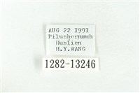 樹形尺蛾藏品圖，第3張