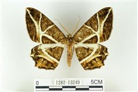 樹形尺蛾藏品圖，第1張