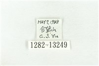 樹形尺蛾藏品圖，第3張