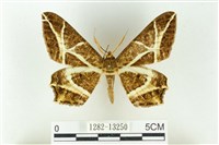 樹形尺蛾藏品圖，第1張