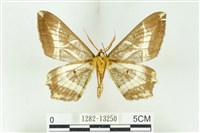 樹形尺蛾藏品圖，第2張