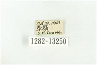 樹形尺蛾藏品圖，第3張