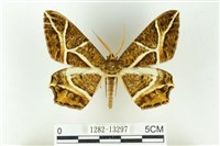 樹形尺蛾藏品圖，第1張