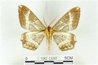 樹形尺蛾藏品圖，第2張