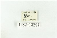 樹形尺蛾藏品圖，第3張